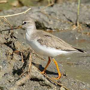 Terek Sandpiper